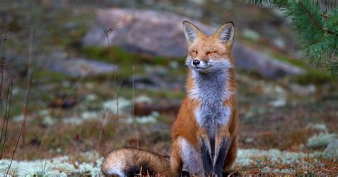 Baby Fox Wallpapers - Wallpaper Cave