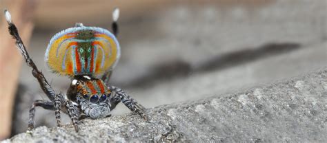 The Tiny and Flamboyant Peacock Spider | Critter Science