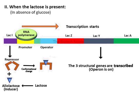 The Lactose Operon – The Biotech Notes