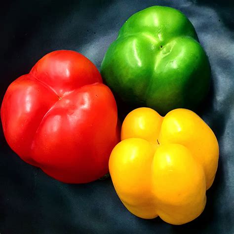 The bell pepper is the fruit of plants in the Grossum cultivar group of the species Capsicum ...