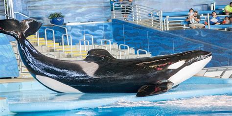 28+ Seaworld San Antonio Show Schedule Pics