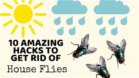 10 Cleaning Hacks to get rid of HOUSE FLIES in Monsoons - TESTED! | Non ...