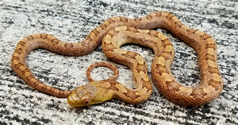 Everglades Ratsnake for Sale