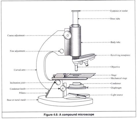 Compound Microscope Drawing Sketch | 101hannelore