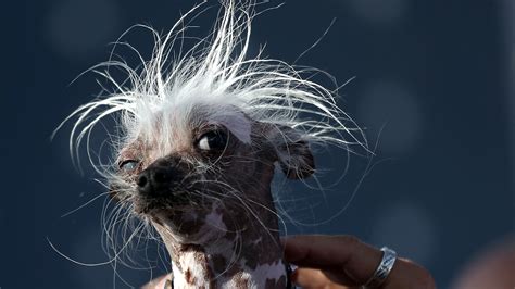 PHOTOS: Meet Martha, World's Ugliest Dog : The Two-Way : NPR