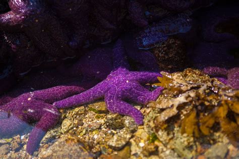 Cluster of purple sea stars Pisaster ochraceus, generally known as the purple sea star, ochre ...