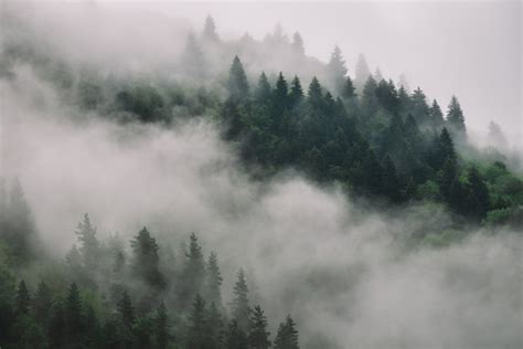 Foggy Forest After the Rain Graphic by David's Store · Creative Fabrica