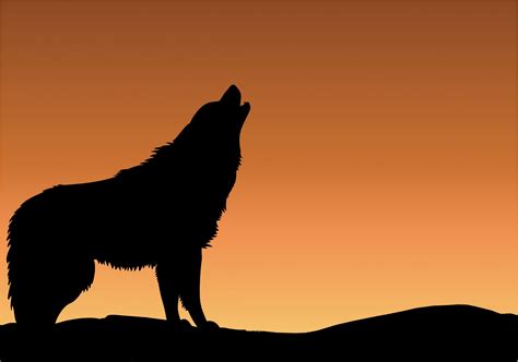 Wolf Howling Sunset Silhouette Free Stock Photo - Public Domain Pictures