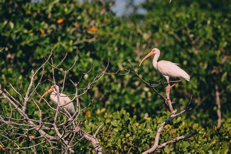 3 Ways to Visit Biscayne National Park – NATIONAL PARK QUEST