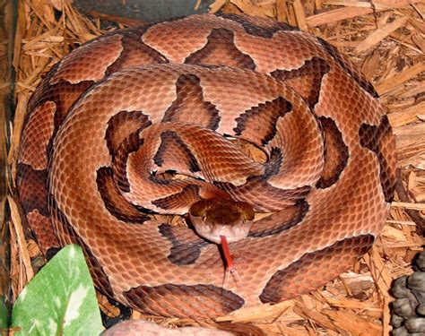 Springfield Plateau: Fatal Copperhead Bite