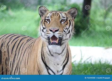 Tiger Royal Bengal roaring stock photo. Image of wildlife - 75249308