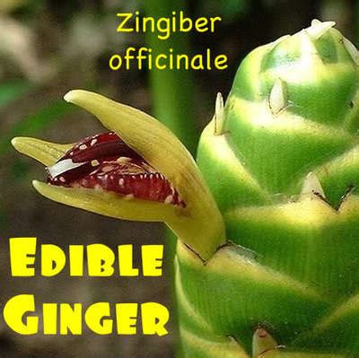 Polynesian Produce Stand : LIVE 3 Rhizomes EDIBLE GINGER ROOT Zingiber HOT & SPICY