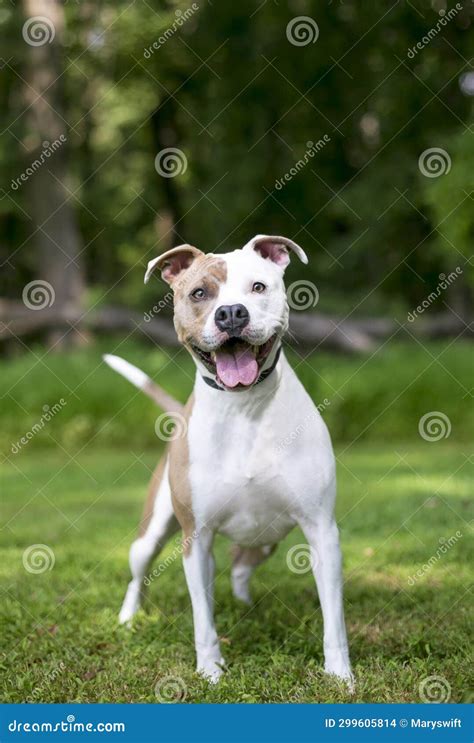 A Happy Tan and White Pit Bull Terrier Mixed Breed Dog Stock Photo - Image of playful, alert ...