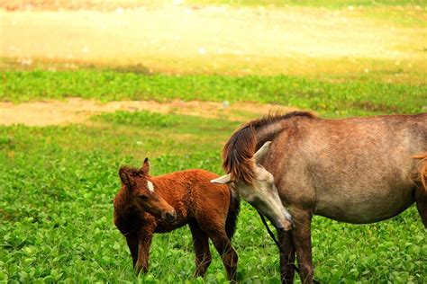 20,000+ Free Baby Donkey & Baby Images - Pixabay