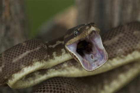 SNAKE ATTACK: 20ft python bites and chokes owner | Daily Star