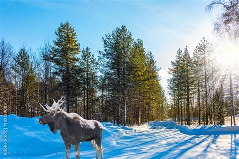 Moose with powerful horns resting in forest Stock Photo | Adobe Stock