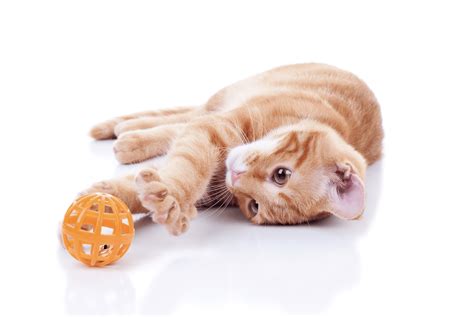 8 Easy DIY Cat Toys [+ Cat Toy Safety Guide]