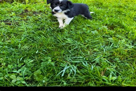 1 Border Collie (Female) | SellMyLivestock - The Online Livestock Marketplace