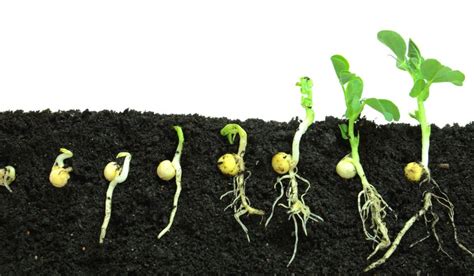 Germination: Everything you need to know