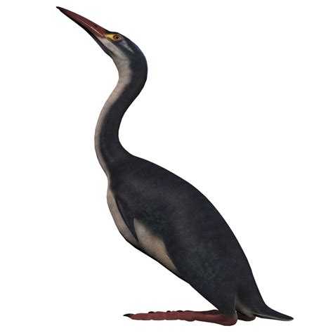 Hesperornis is a flightless waterbird that inhabited the lakes and ...