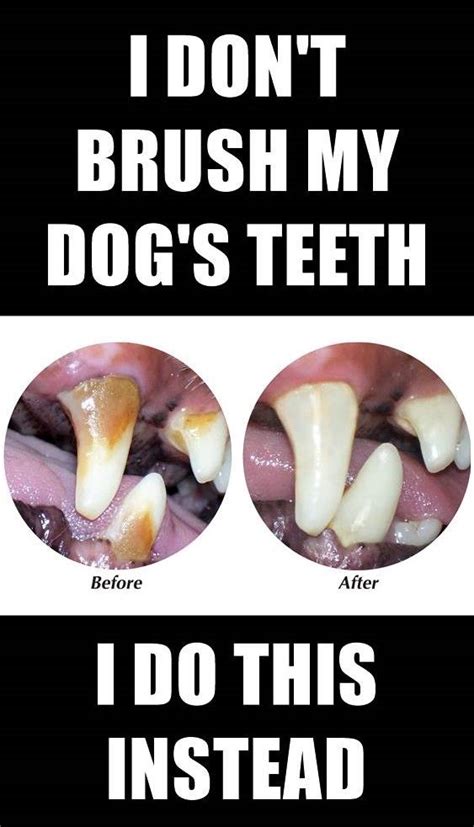 +12 How To Get Tartar Off Teeth Dog Ideas