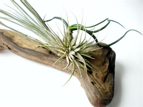 Air Plants on Driftwood: Mounted Tillandsias on by Plantzilla