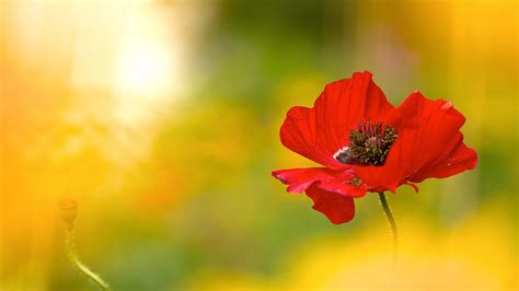 Free photo: Red poppy flower - Beautiful, Nature, Pretty - Free Download - Jooinn