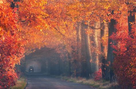 20 Magical Tree Tunnels You Should Definitely Take A Walk Through