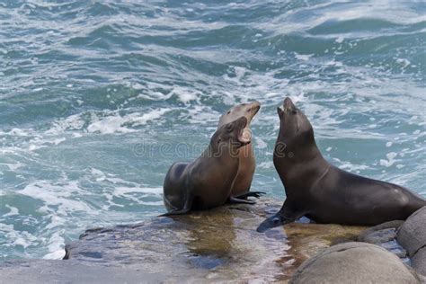 Sea Otter Mother with Baby in Kelp, Big Sur, California Stock Image - Image of adorable ...