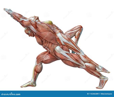 Crocodile Muscle Anatomy