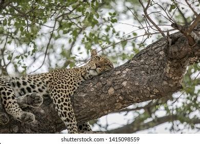 Leopard Sleeping Tree After Her Feast Stock Photo (Edit Now) 1415098559 | Shutterstock