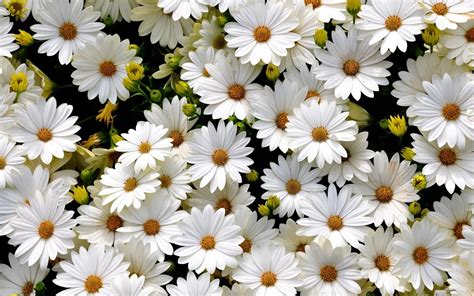 White Flower Laptop Wallpapers - Top Free White Flower Laptop Backgrounds - WallpaperAccess