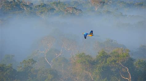 Macaw Flight – Bing Wallpaper Download