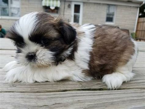 ADORABLE SHIH TZU PUPPIES! FOR ADOPTION ORLANDO Offer Orlando Pets Dogs