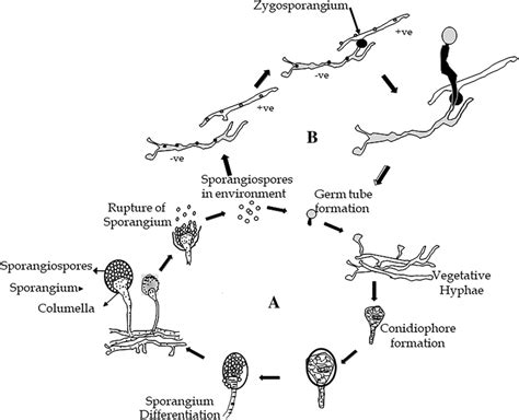 Zygomycota Reproductive Structure