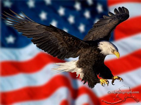 American Flag Eagle