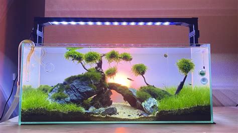 Awesome Fish Tank Setups