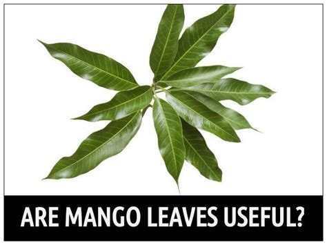 Health Benefits Of Mango Leaves - Boldsky.com