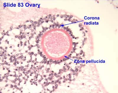 Female Reproductive