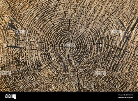 Tree trunk texture Stock Photo - Alamy