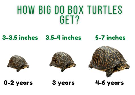 How Long Does A Box Turtle Live?