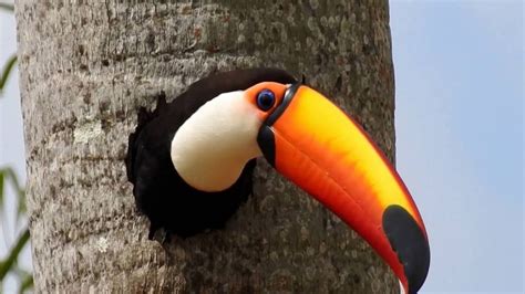 Toco Toucan - Animals | Katalay.net