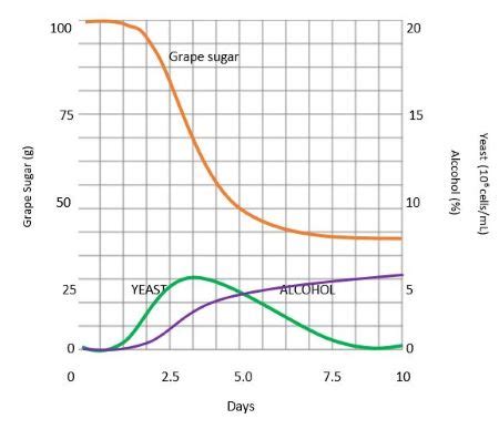 Yeast Fermentation Equation