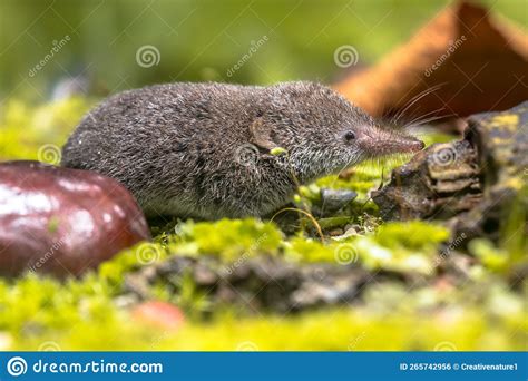 Eurasian Pygmy Shrew Natural Habitat Stock Photo - Image of europe, brown: 265742956