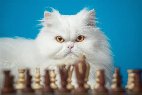 Cat Playing Chess Stock Photos, Pictures & Royalty-Free Images - iStock