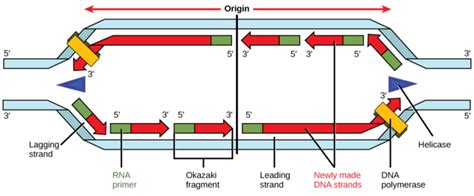 DNA Replication | Boundless Microbiology