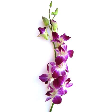 Free photo: Purple Orchid - Bali, Balinese, Blooms - Free Download - Jooinn