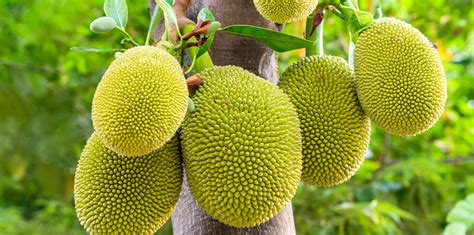 How To Grow Jackfruit Trees At Home