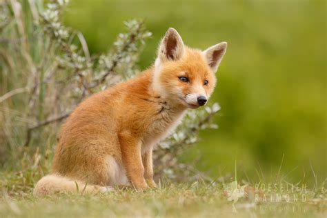 Cute Fox Cubs Images & Pictures - Becuo