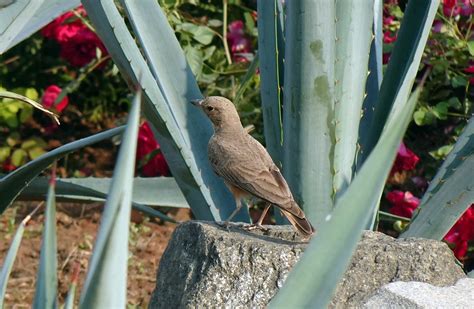 Bird Lark Rufous-Tailed - Free photo on Pixabay - Pixabay